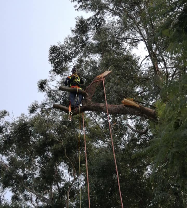 Tree Felling